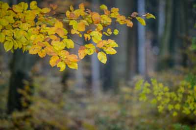 Herbstwald in gezielter Schärfe