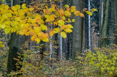 Herbstwald in voller Schärfe