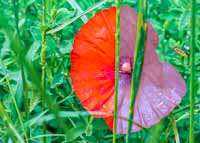 Anderes Mohn