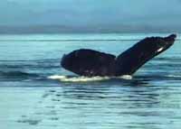 Buckelwale vor Alaska