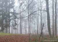 Nebel Wald