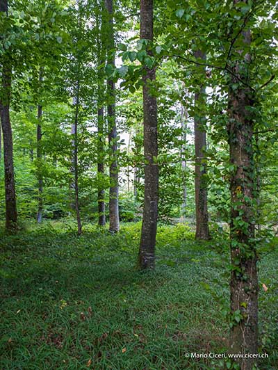 Wald mit 36 mm Brennweite