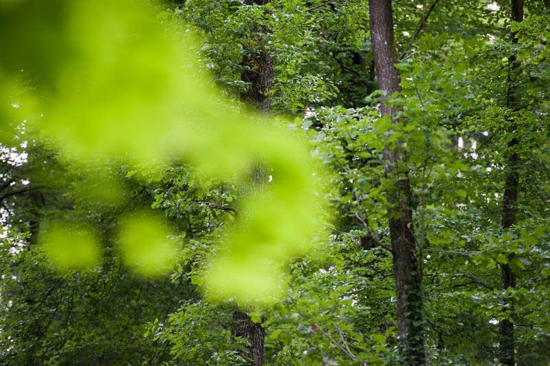 Wald mit gezielter Schärfe auf Hintergrund