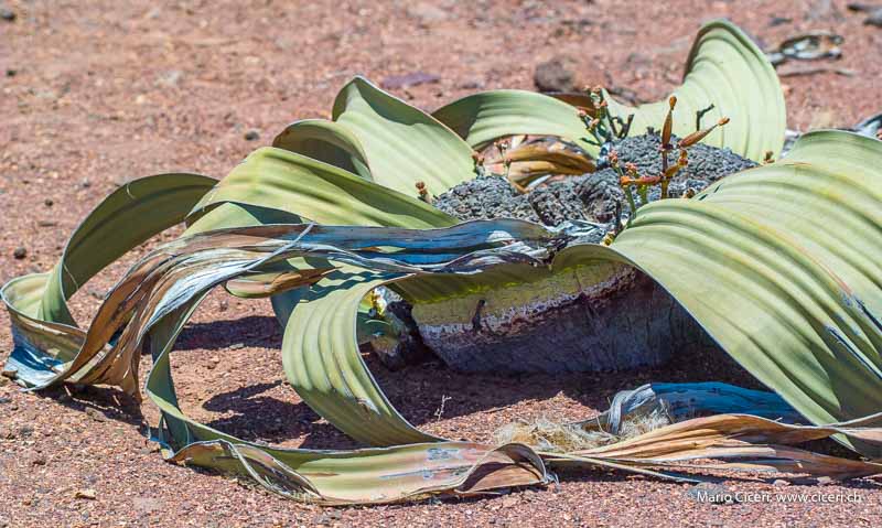 Welwitschia Namibia